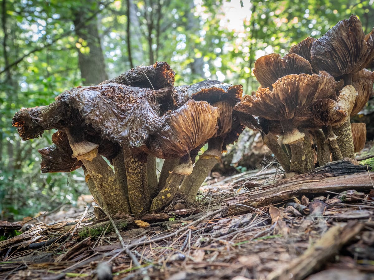 August Mushrooms