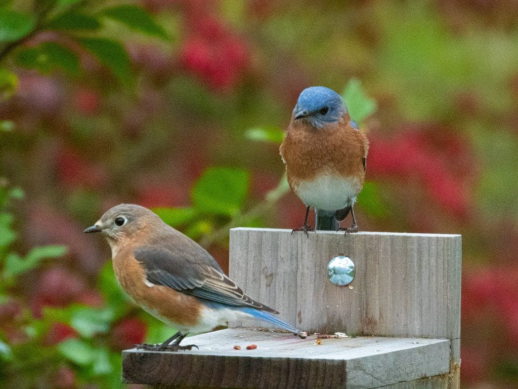 November Bluebirds