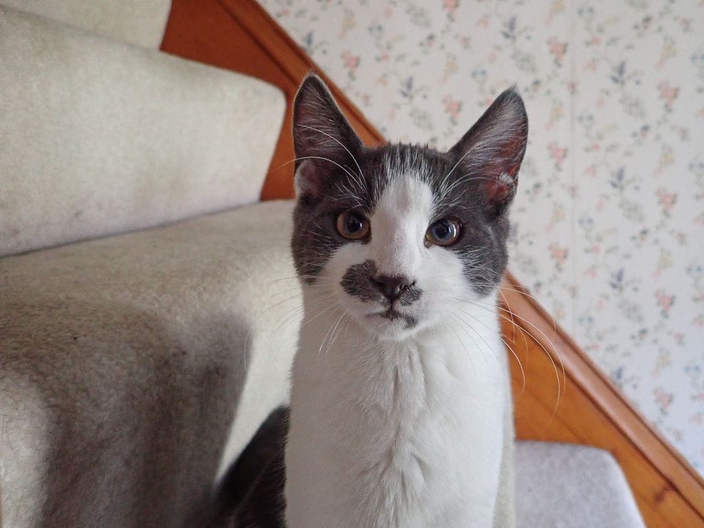 Cats