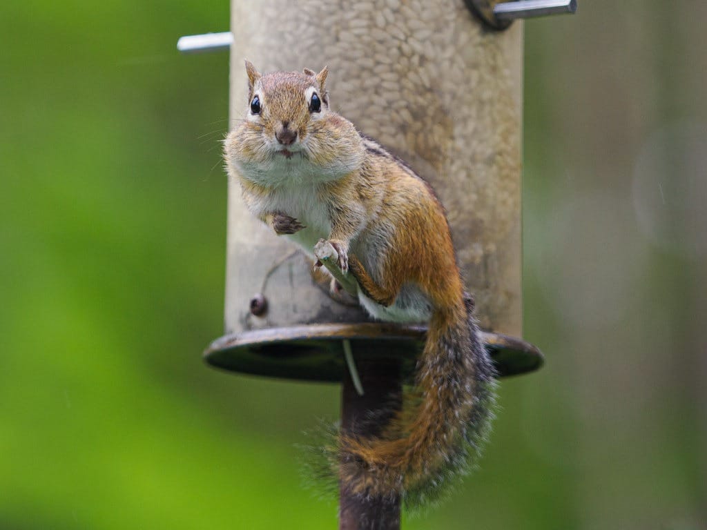 Daily Picture Theme - #Attention