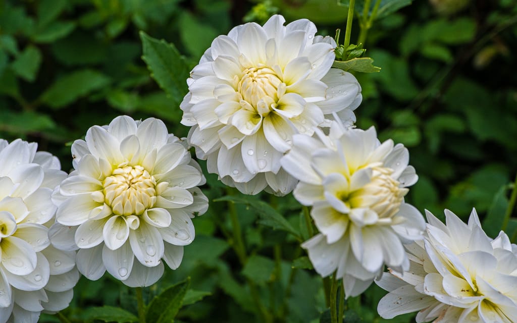 2020, A Good Year for Flowers
