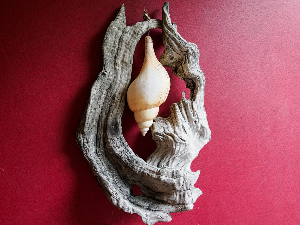 Daily Picture Theme - #Shell