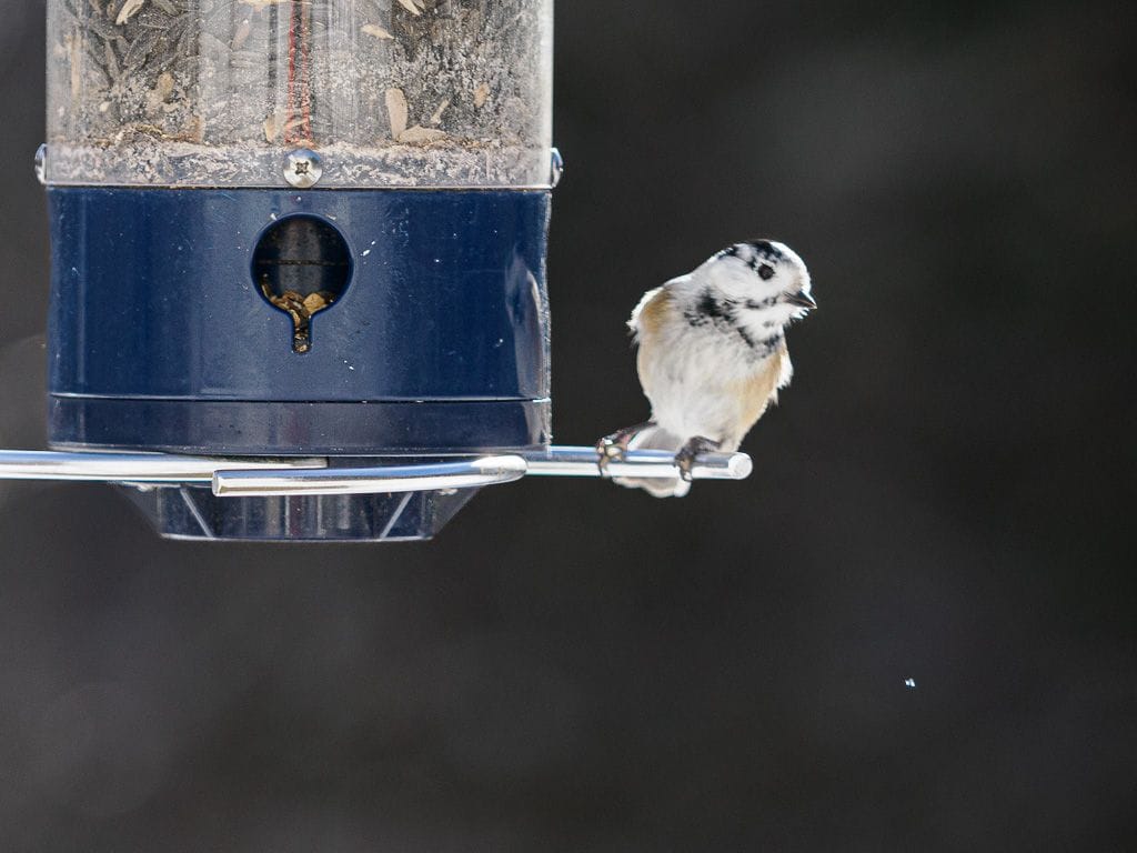 A White-capped Chickadee?