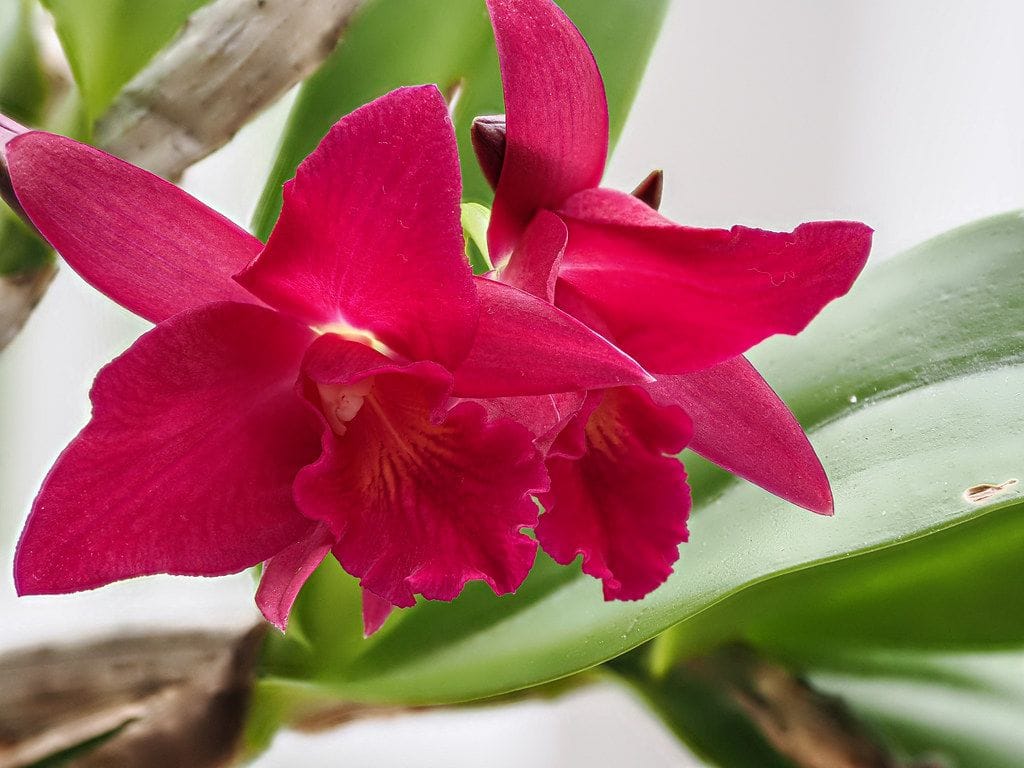 Orchids