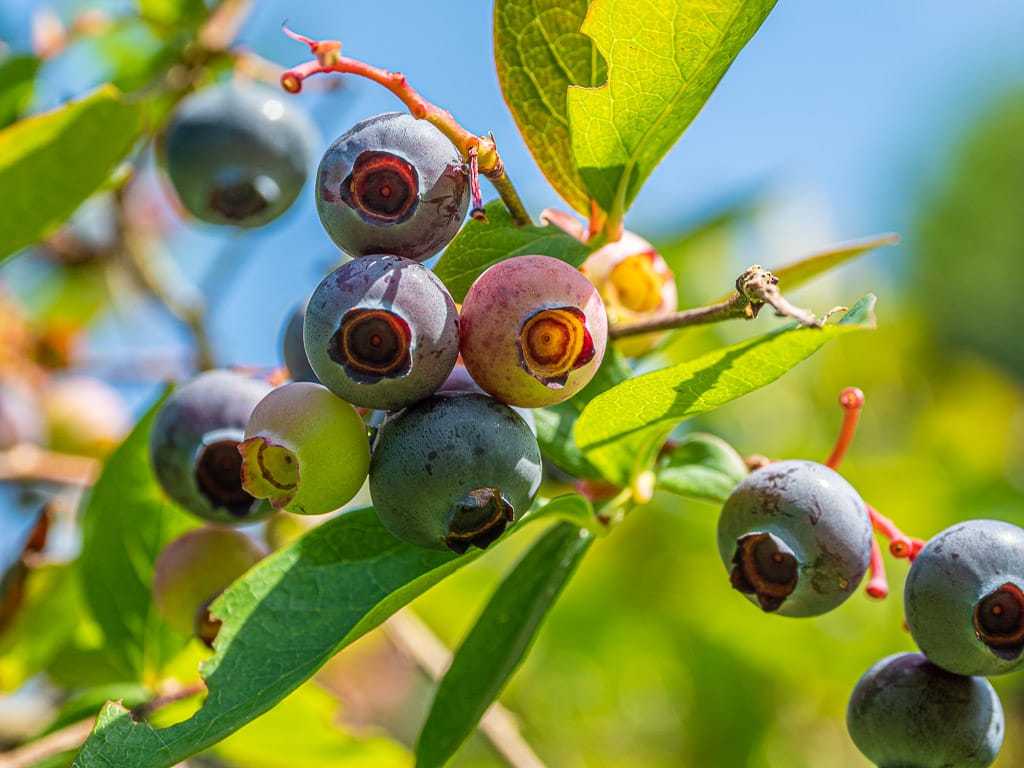 Smith's Blueberries
