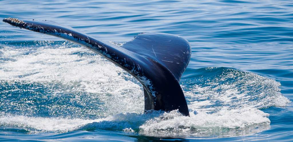 Cape Escape 2023 - Whale Watch
