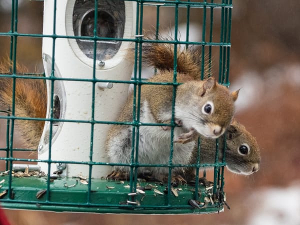Man vs Squirrel (Round 5) - Barred Owl