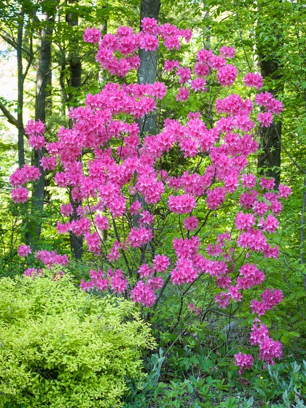 Transplanting a Northern Lights Azalea