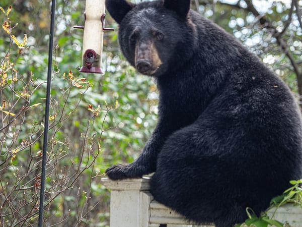The Birds, Bees and Bears