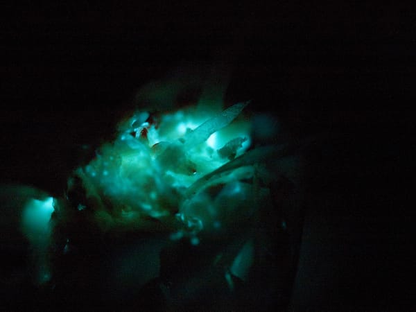 The Daily Picture Theme -  #Glow