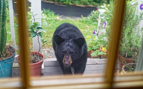 A Black Bear Visitor