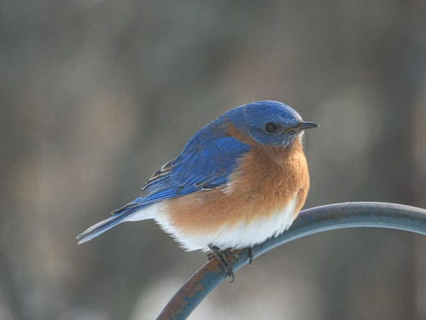 A Blizzard of Birds