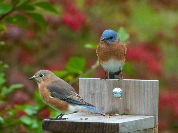 November Bluebirds