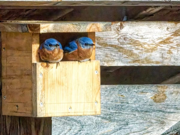 Winter Birds 2021-2022
