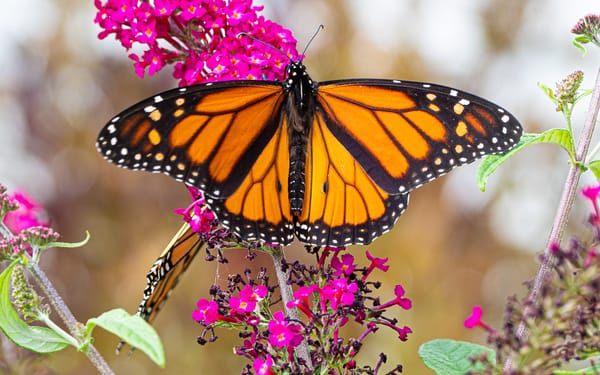 #ThrowbackThursday - The Butterfly Place