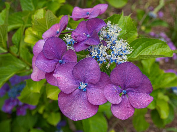 My Hydrangea Dilemma
