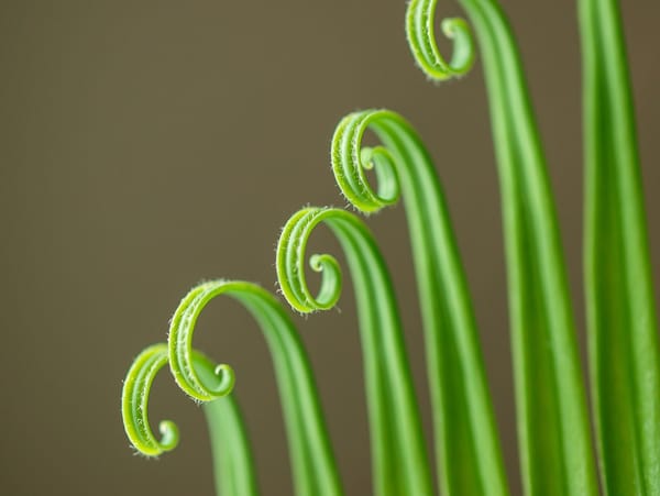 Daily Picture Theme - #Curl