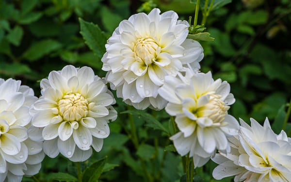 2020, A Good Year for Flowers