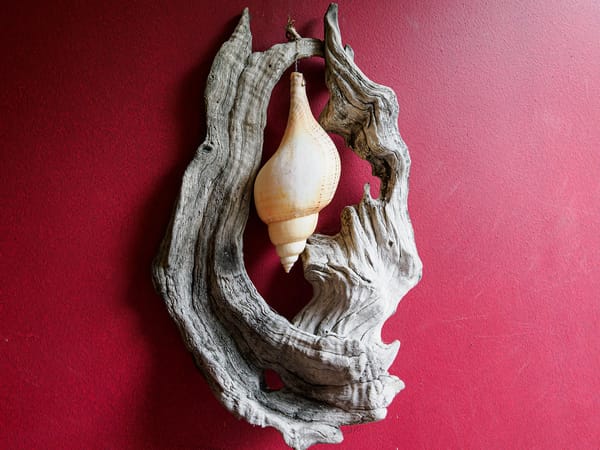 Daily Picture Theme - #Shell