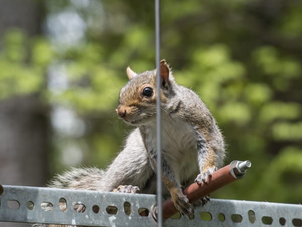 Man vs Squirrel