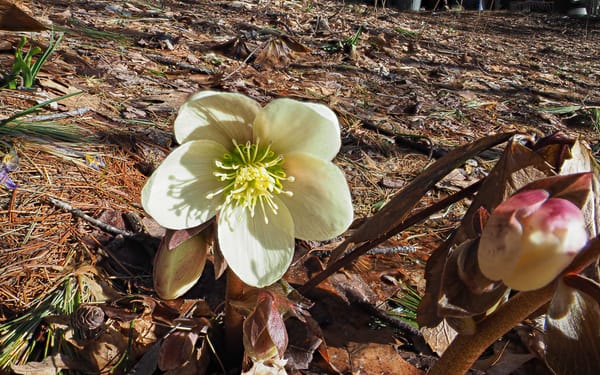 Coronavirus Diaries - Springtime in a Pandemic