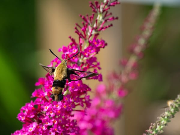 Weekly Photo Journal - Birds, Bugs and Butterflies