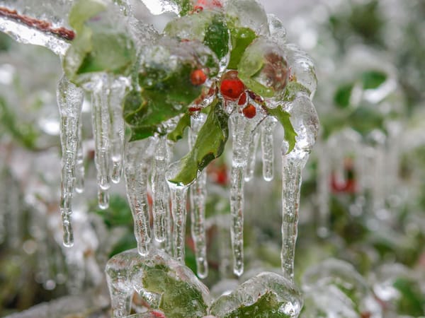 The 2022 December Garden