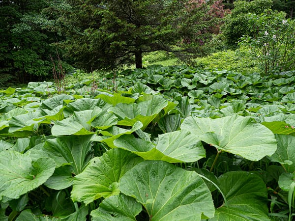 Midsummer Gardens 2019