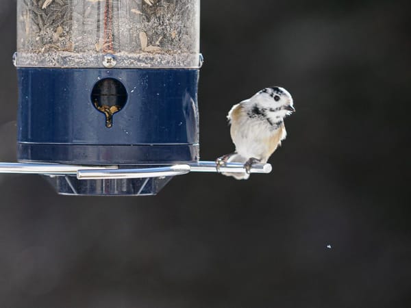 A White-capped Chickadee?