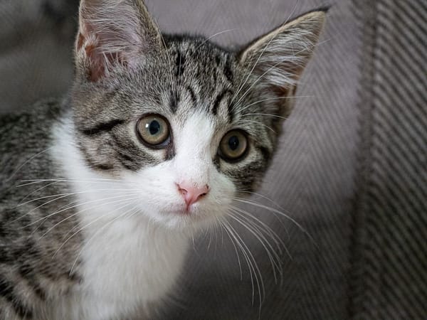 Saturday's photo theme is #Caturday