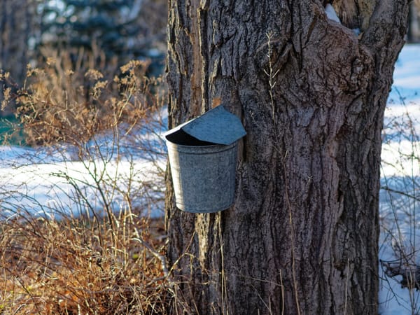 Backyard Maple Syrup Making