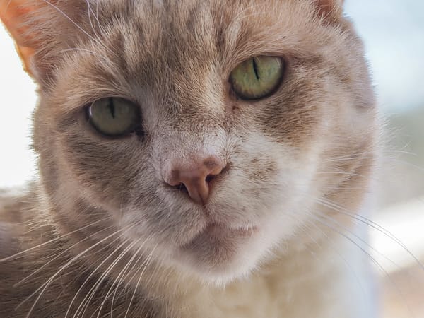 Pandemic Journal - Saying Goodbye to Paris the Cat