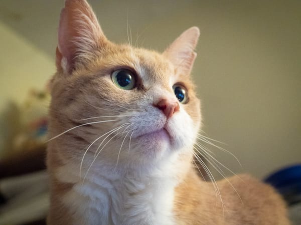 Litter for my Pampered Cat