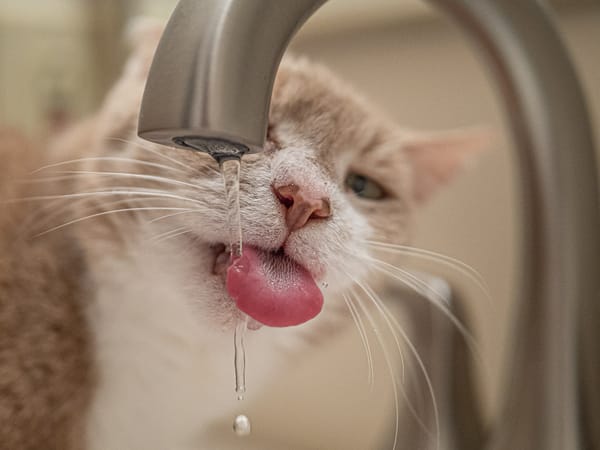 Water for my Pampered Cat