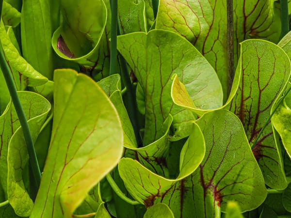 Growing Pitcher Plants in NH