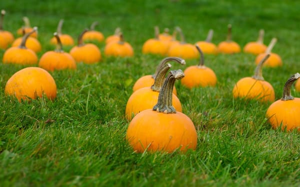 New Ipswich Autumn Festival (2023)