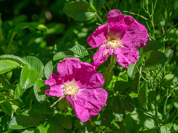 July Blooms