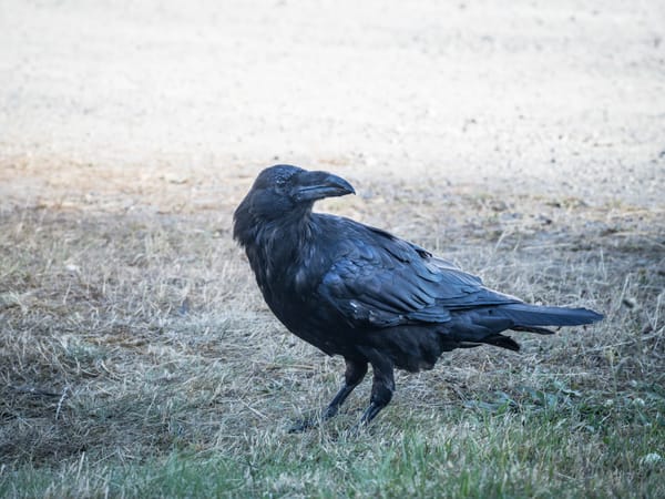 Ravens