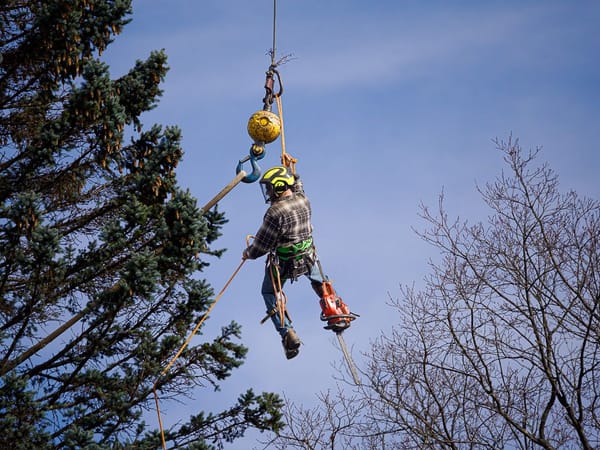 Tree Work