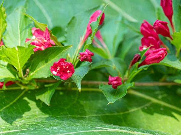 The Yin and Yang of Gardening