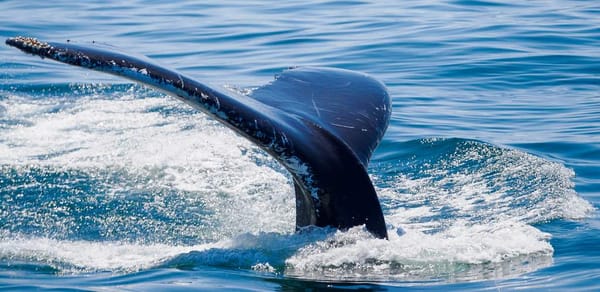 Cape Escape 2023 - Whale Watch