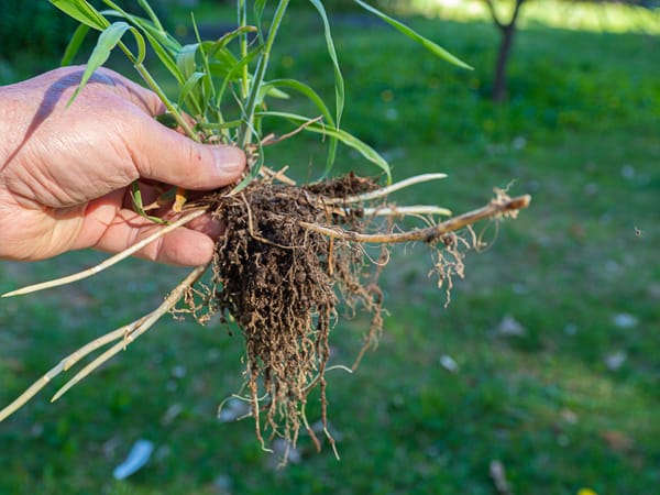 The Daily Picture Theme -  #Grass